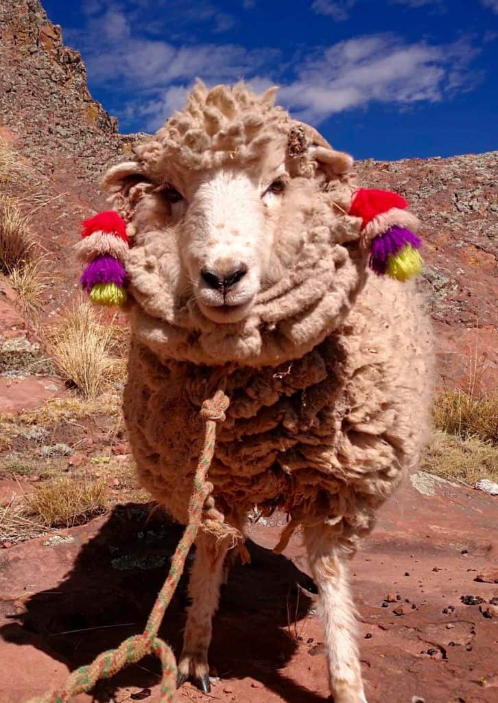 Una pecora in regalo